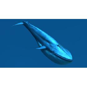3D Blue Whale